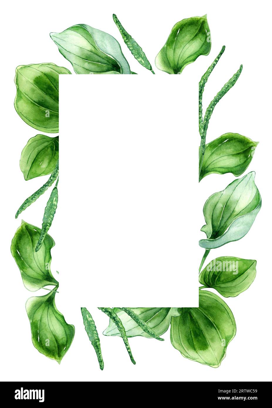 Frame of plantago broadleaf medicinal plant watercolor illustration isolated on white background. Plantain, green leaves, herb, psyllium hand drawn Stock Photo