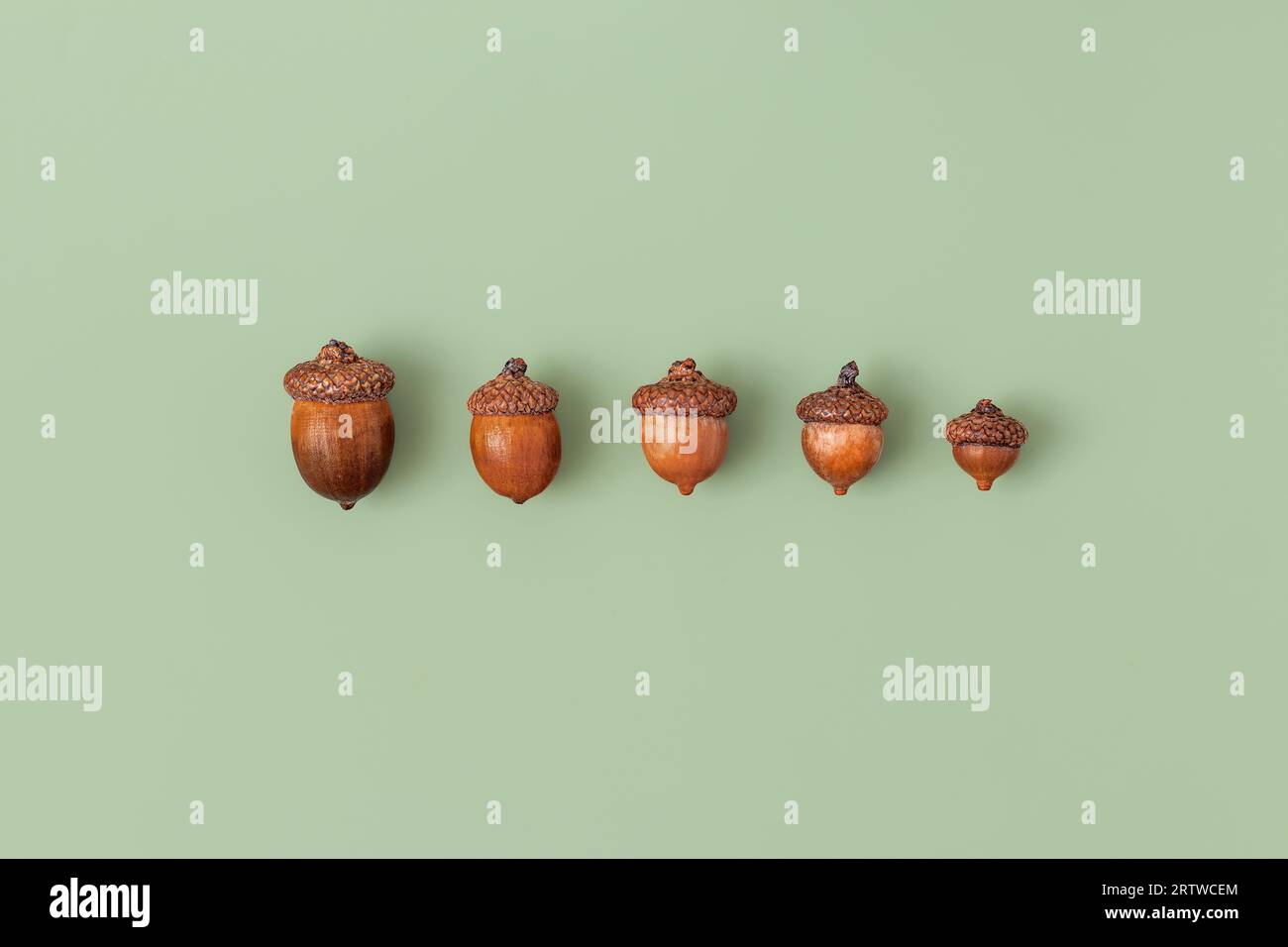 Pattern with oak acorns on green background. Minimal art Stock Photo
