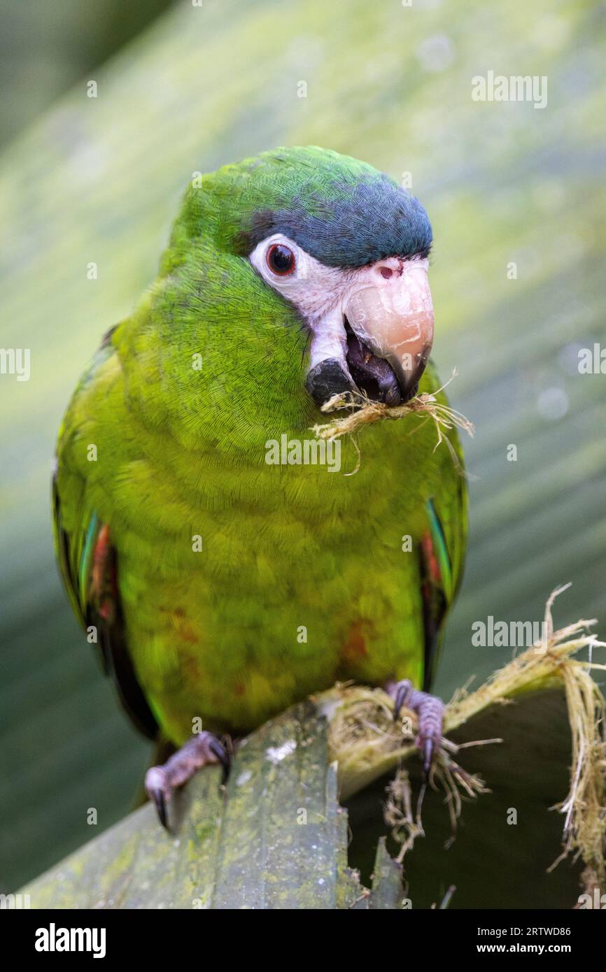 Beautiful colorful tropical parrot in Parque das Aves (Birds Park) Stock Photo