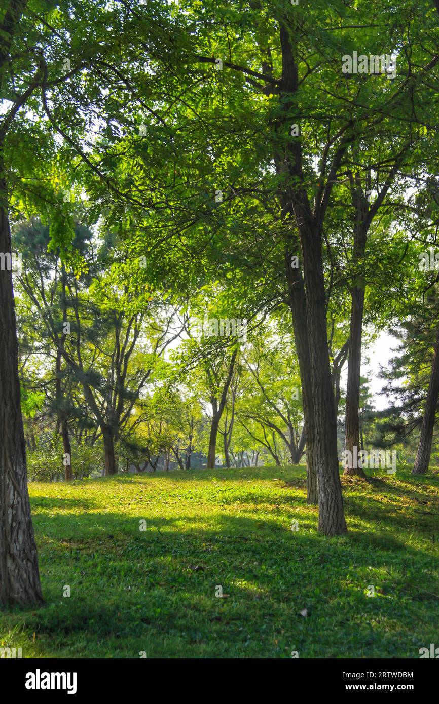 Experience the kaleidoscope of nature in China as colorful grass and ...
