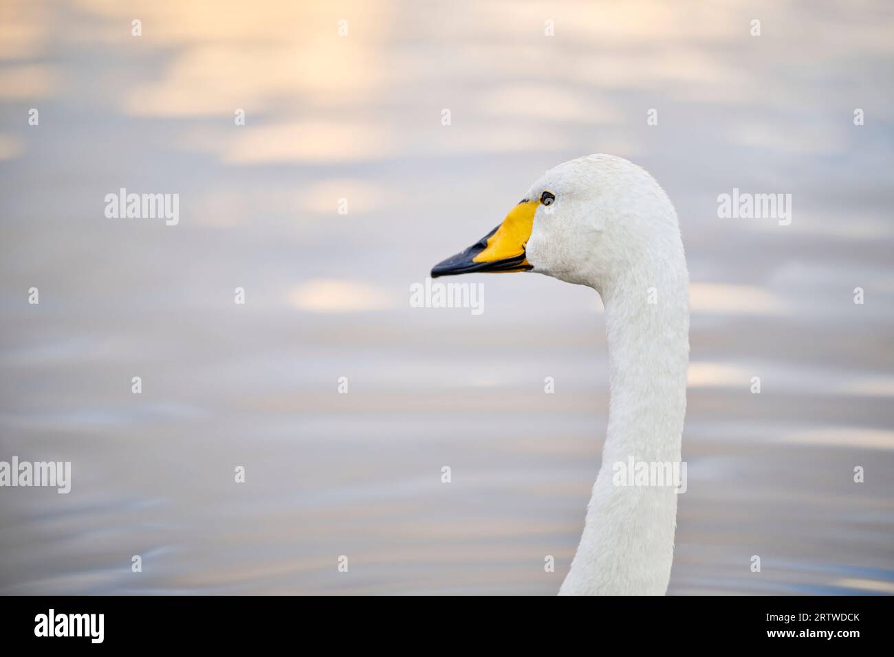 White swan swimming on lake shore Stock Photo