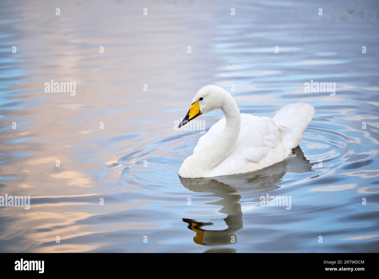 White swan swimming on lake water Stock Photo