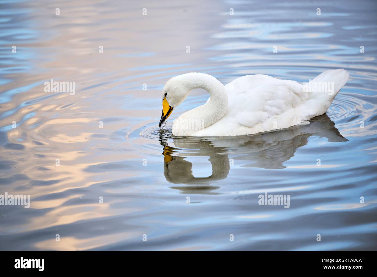 Single white swan feeding in lake Stock Photo