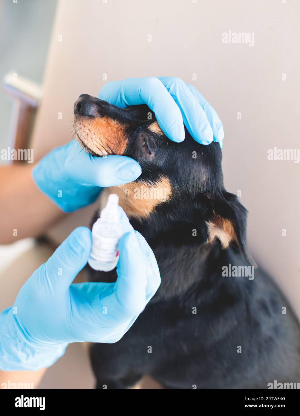 Veterinarian specialist holding small black dog and applying eye drops medicine, young dog vet