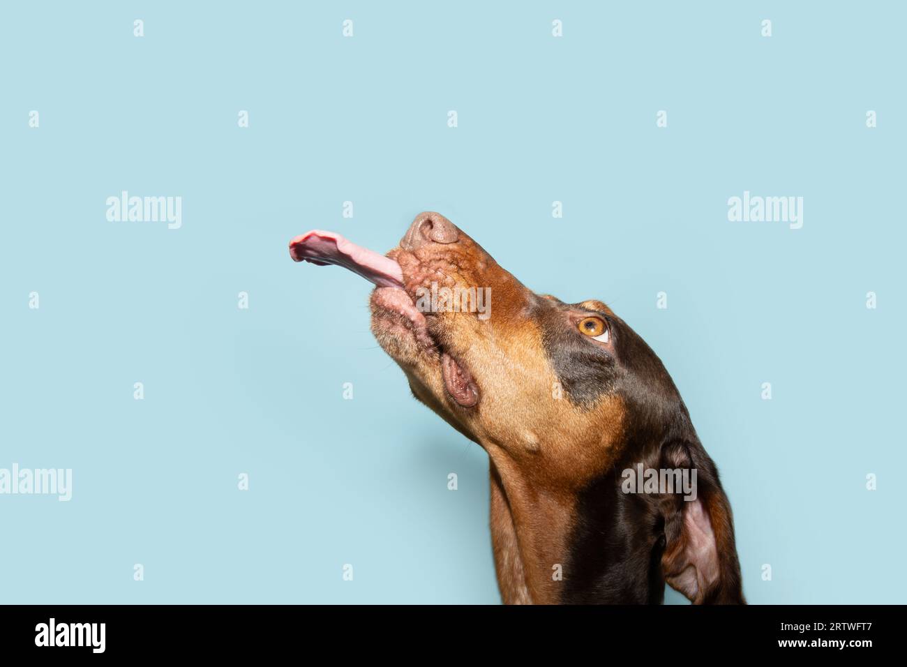 Portrait hungry doberman puppy dog begging eating and licking its lips with tongue. Isolated on blue pastel background Stock Photo