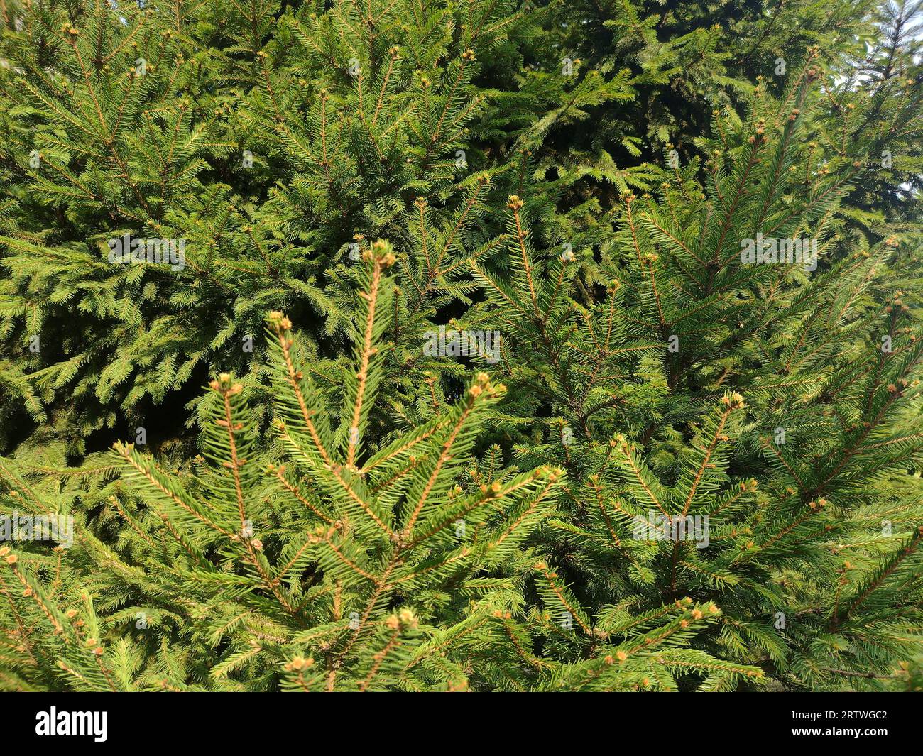 Green spruce tree in Romania Stock Photo