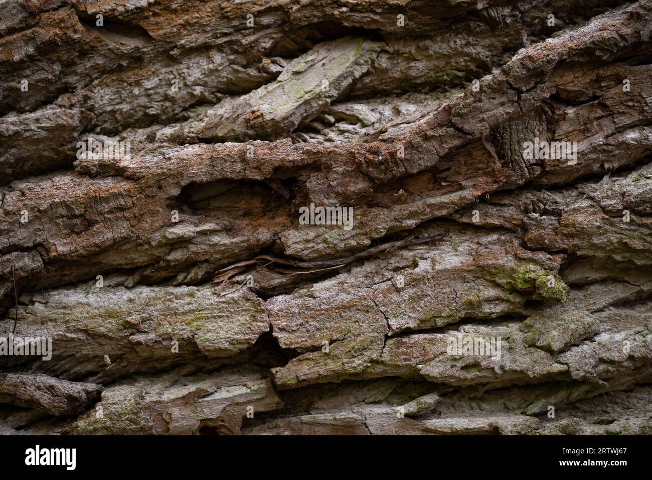 Close-up of tree bark texture. Wood background. Decaying tree trunk. Layers. Forest. Stock Photo