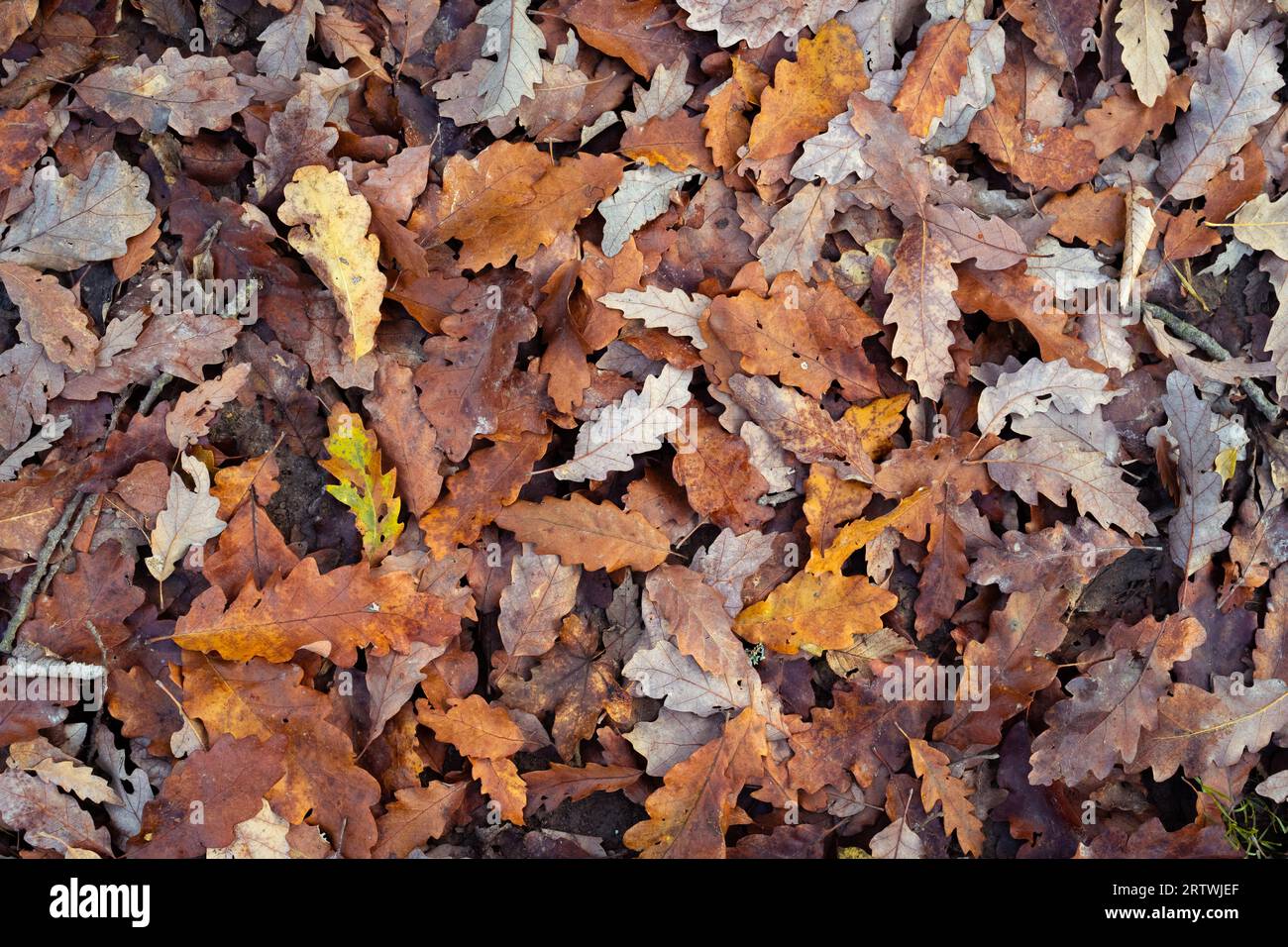 Fallen colored oak leaves are on the ground in autumn. Leafy ground. Autumnal carpet. Stock Photo