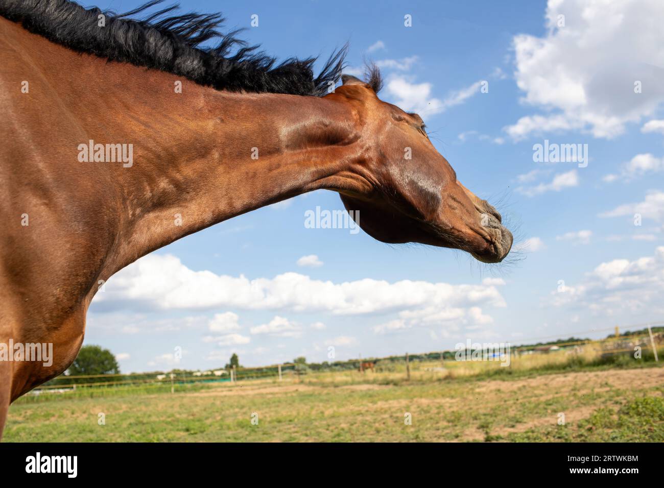 Beautiful horse shaking its mane on the green field. High quality photo
