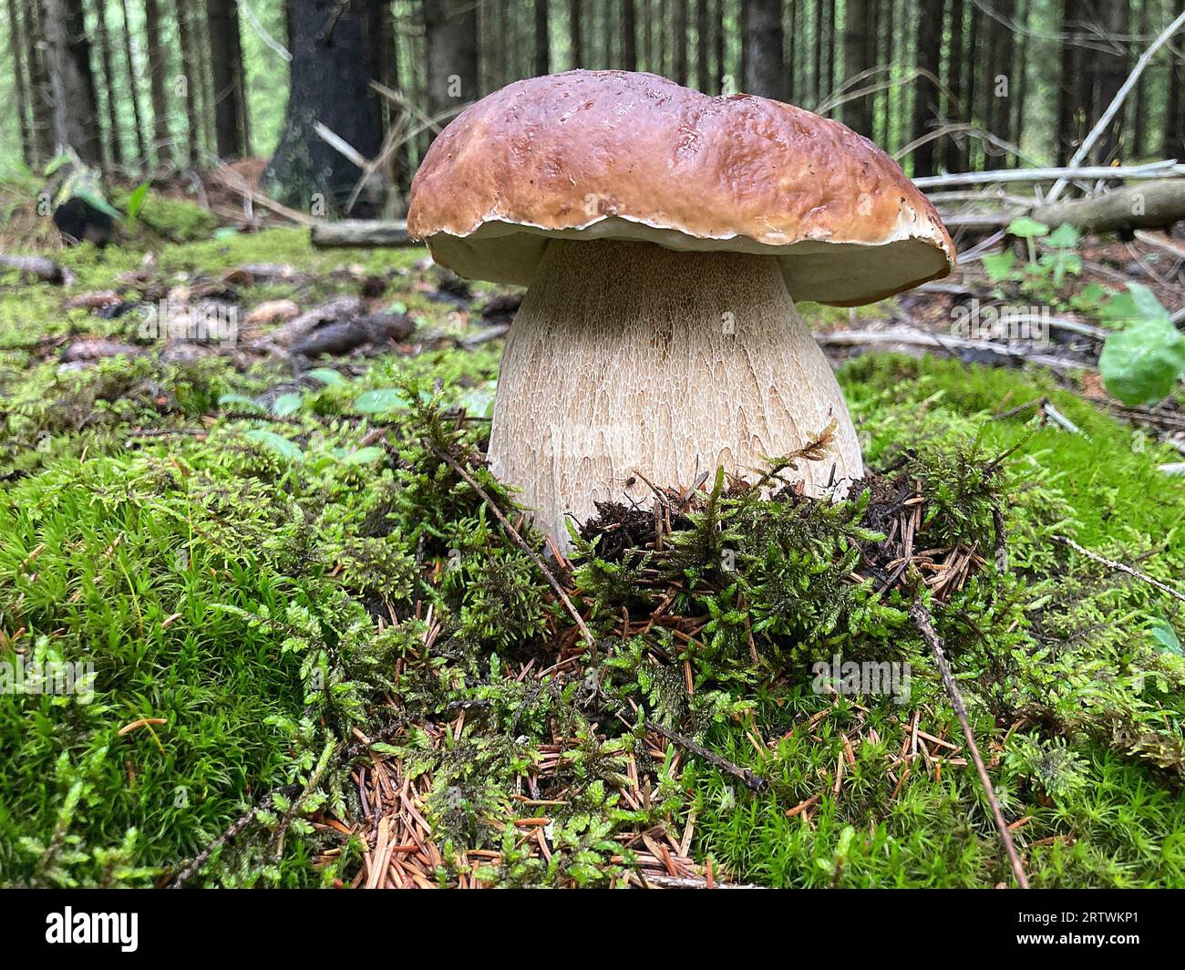 Carl johan mushroom in the forest. Karljohanssvamp or stone mushroom is