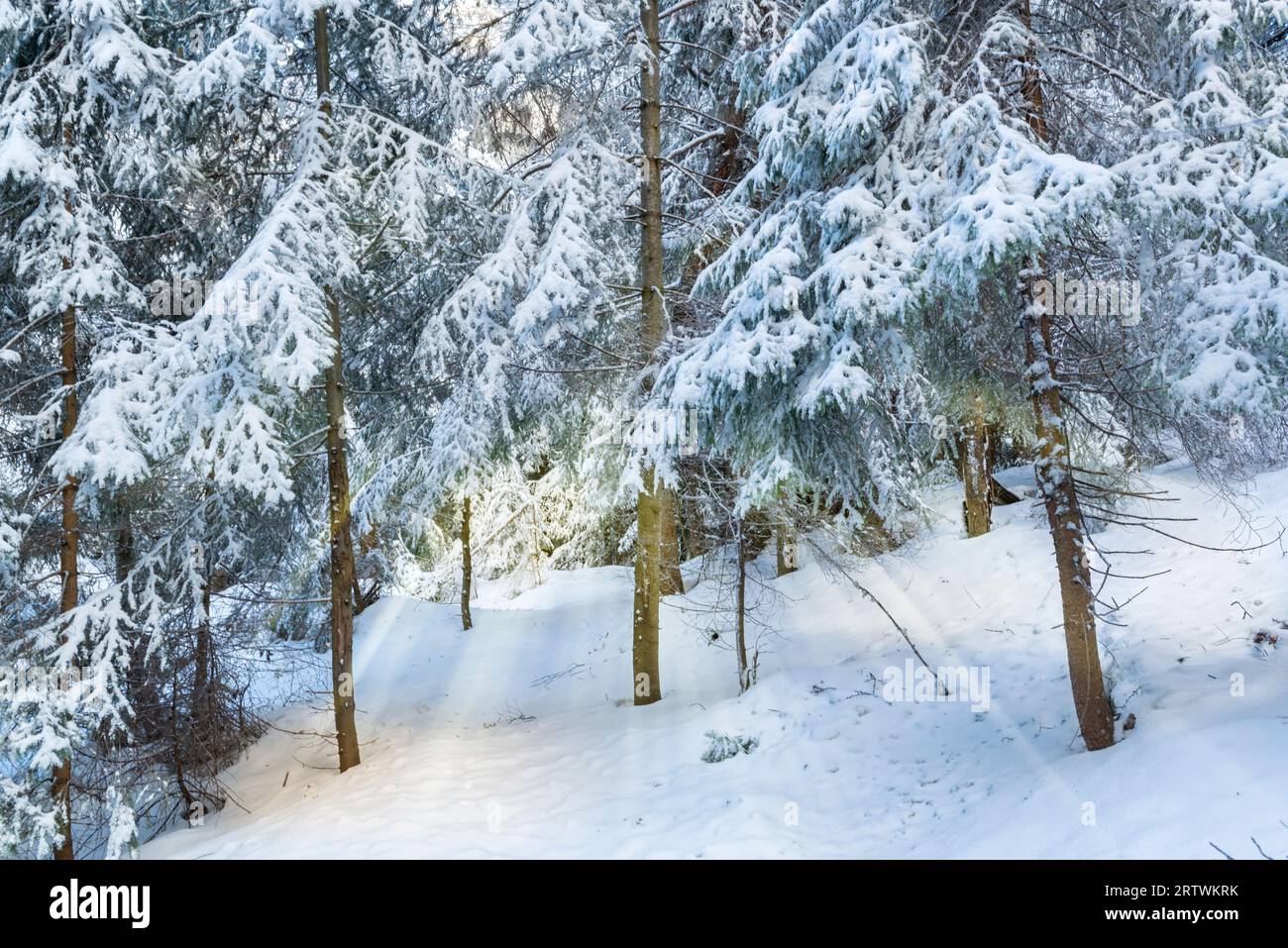 Winter wonderland. Forest with snow covered trees and sun rays shining ...