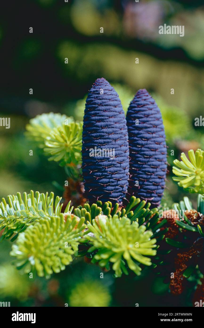 Cones on an Abies koreana conifer tree Stock Photo