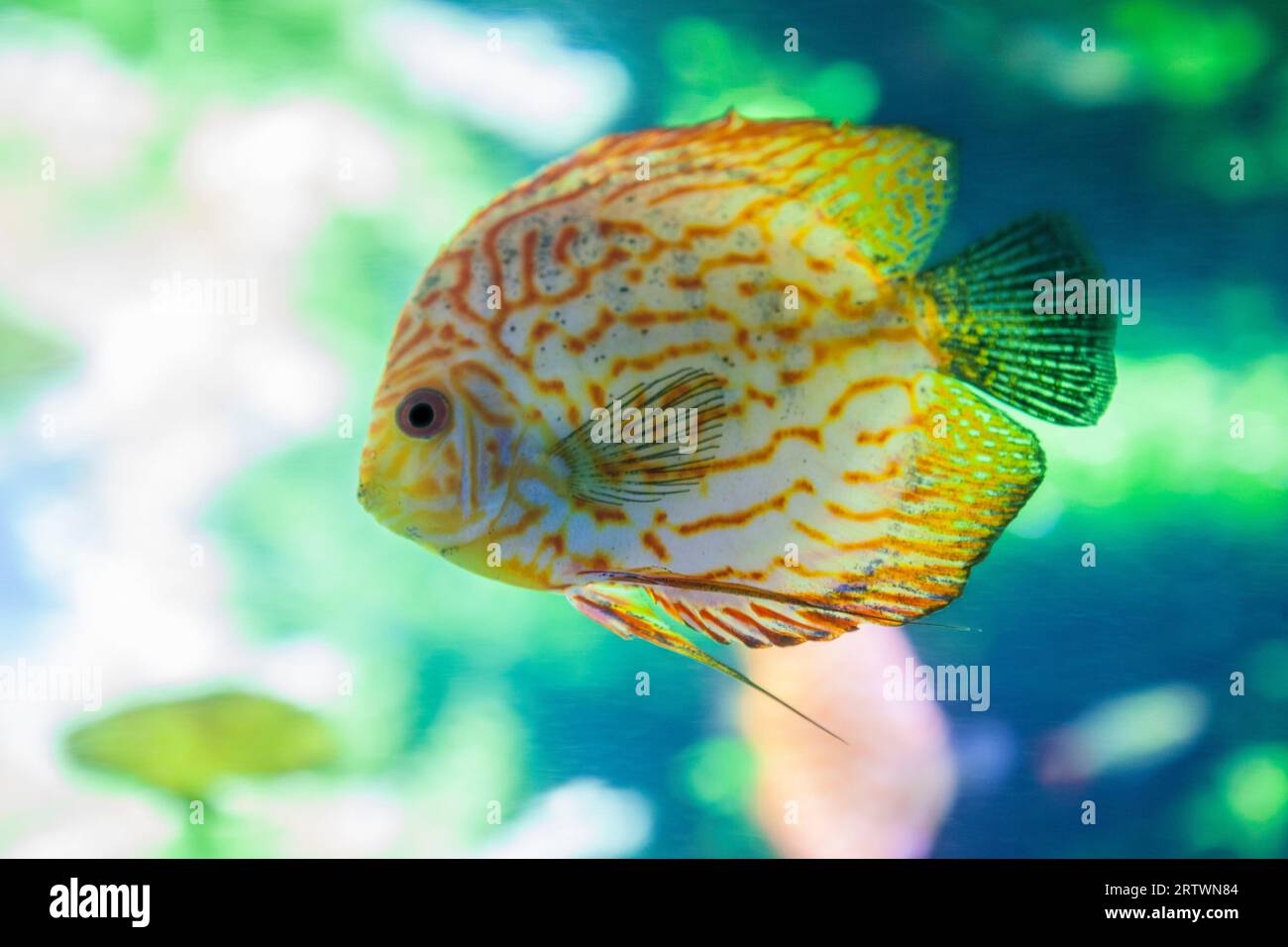 Yellow discus fish or symphysodon discus swimming alone Stock Photo Alamy