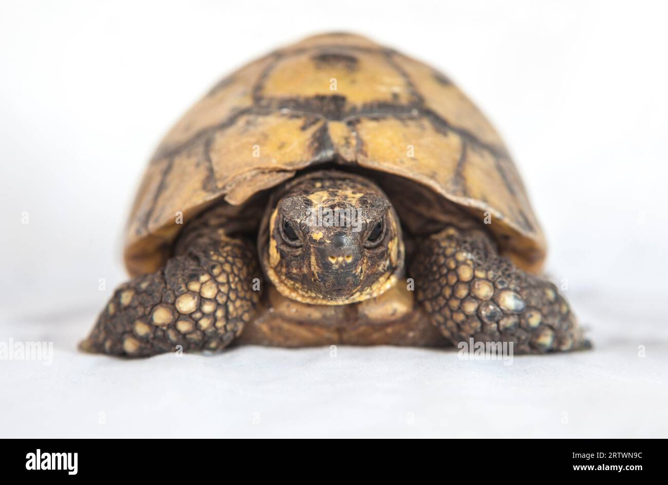 Mediterranean turtle or Testudo hermanni. Isolated background. Front ...