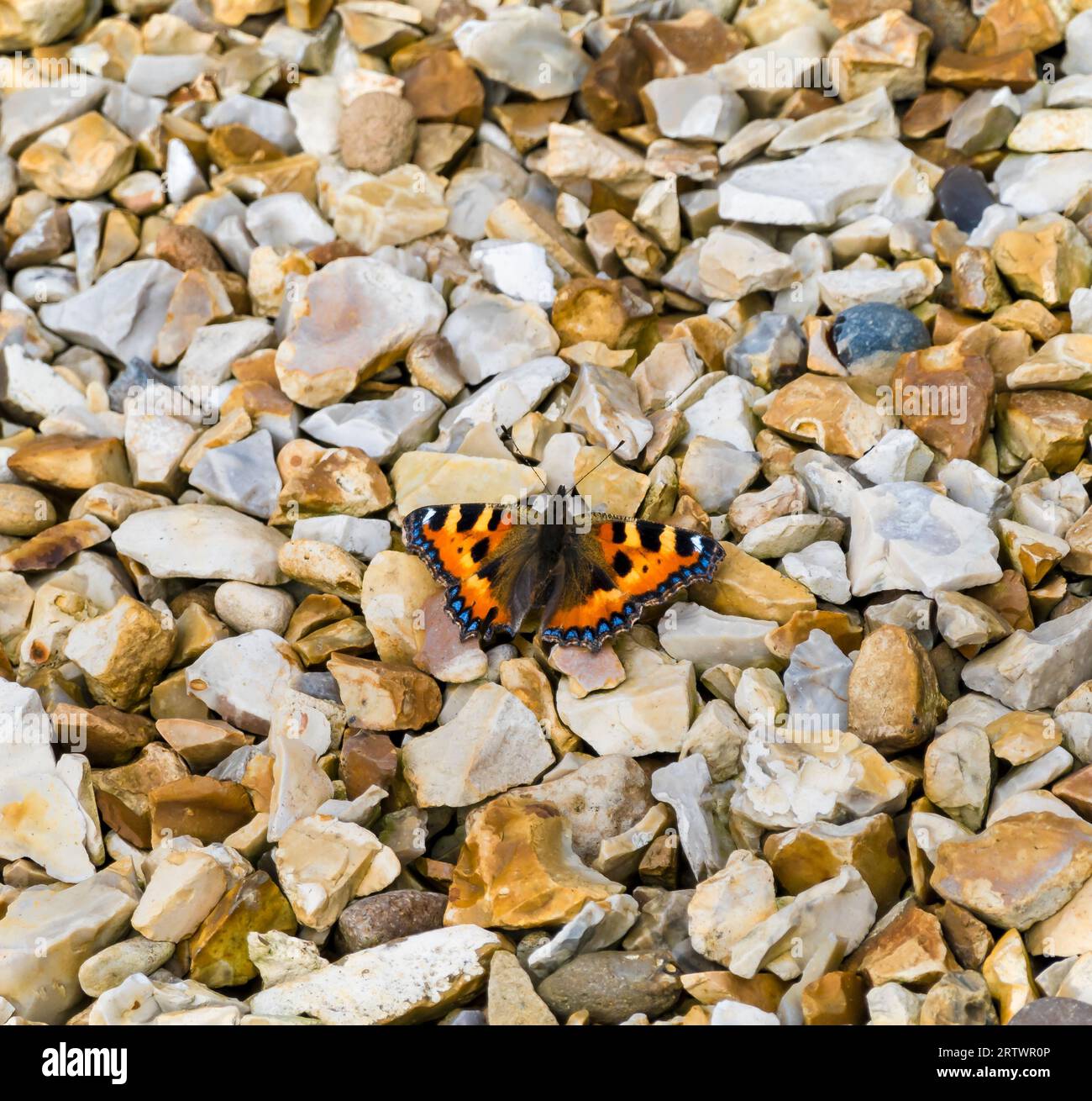 Small tortoiseshell butterfly resting on warm gravel Stock Photo