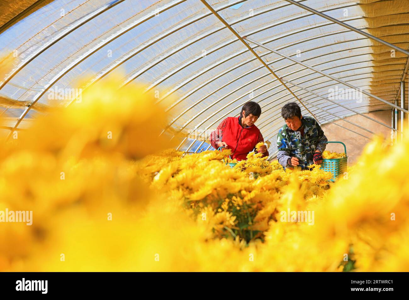 LUANNAN COUNTY, China - November 12, 2021: growers collect golden chrysanthemum flowers in a greenhouse, North China Stock Photo