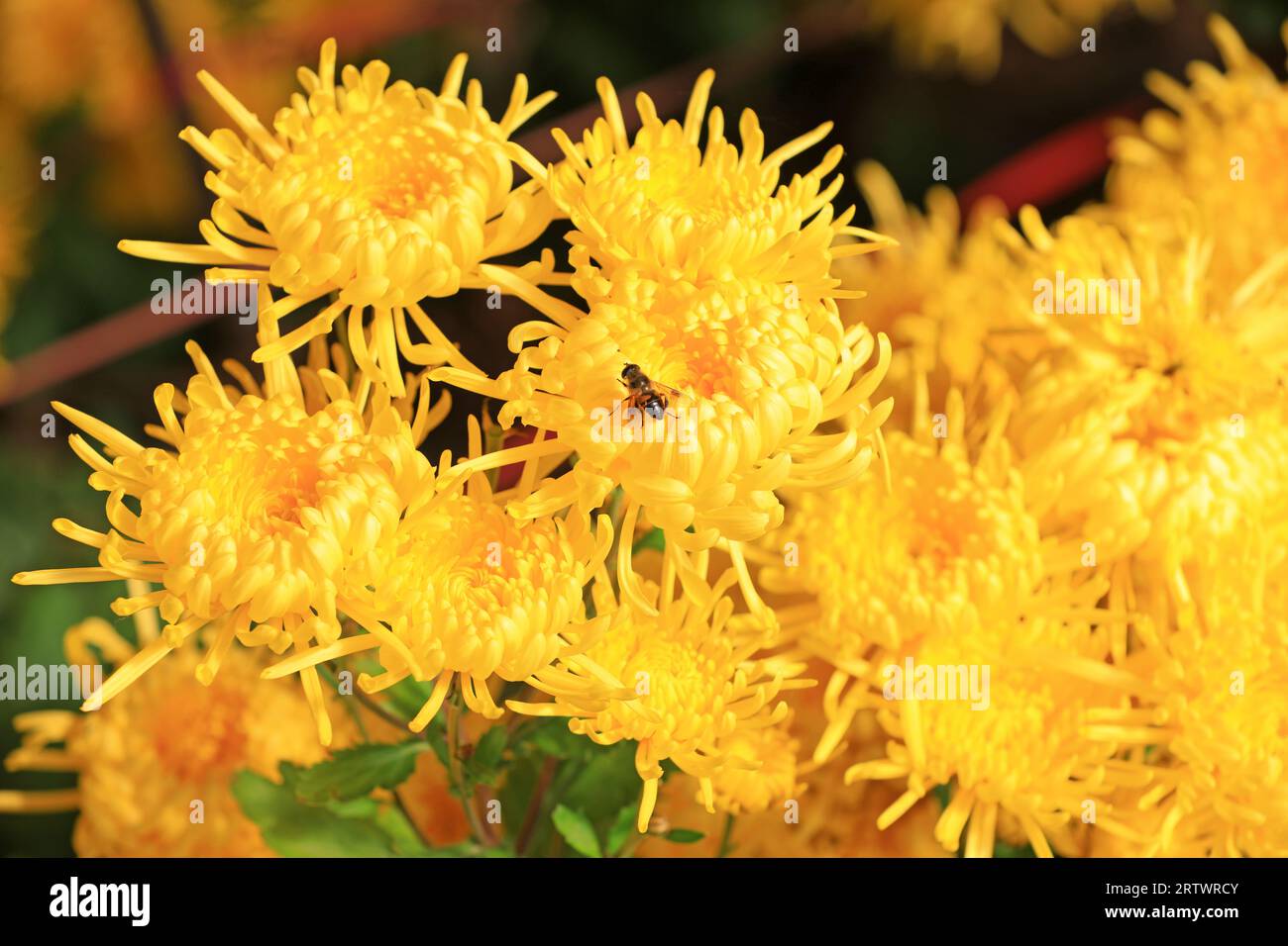 Chrysanthemum emperor of china hi-res stock photography and images - Alamy