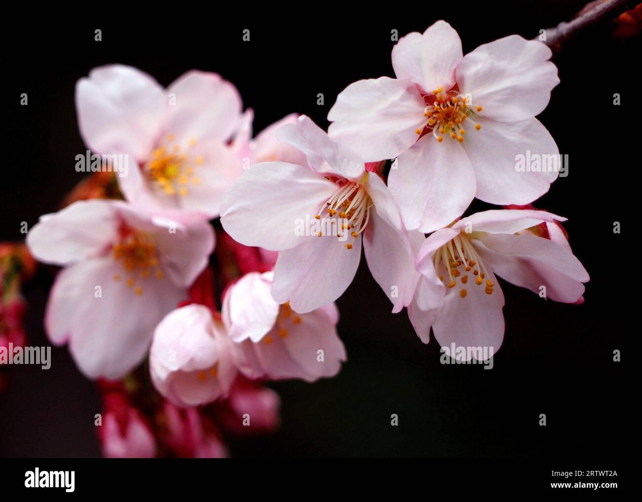 japan-cherry-blossom-close-up-hi-res-stock-photography-and-images-alamy