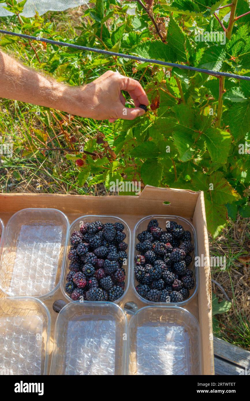 Harvesting blackberries. Stock Photo