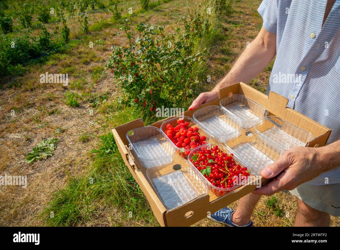 Man harvesting redcurrants and raspberries. Stock Photo