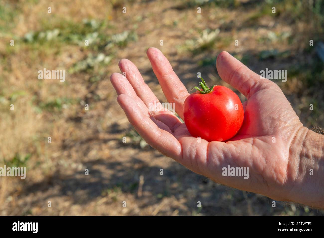 Hand holding a little tomato. Stock Photo