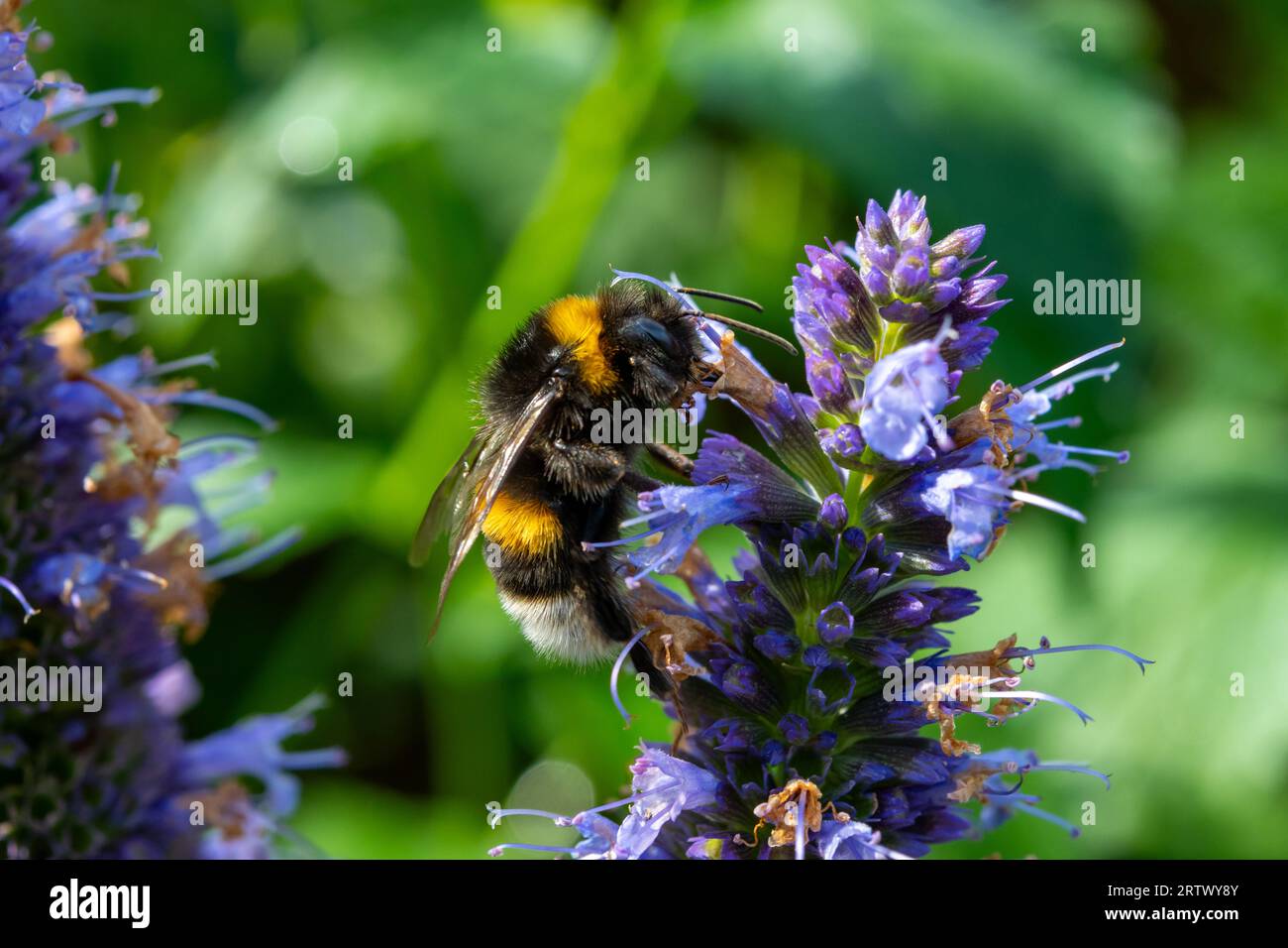 Honey bee insect pollinates purple flowers of agastache foeniculum anise hyssop, blue giant hyssop plant close up Stock Photo