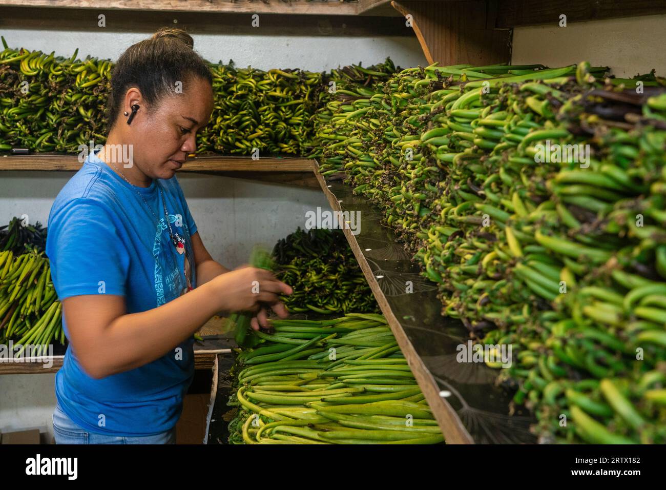 Vanilla beans, Taha'a, Society Islands, French Polynesia. Stock Photo