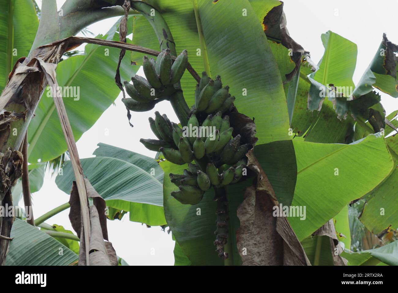View of a mature bunch of bananas growing on a banana tree are infected with Mealybugs Stock Photo