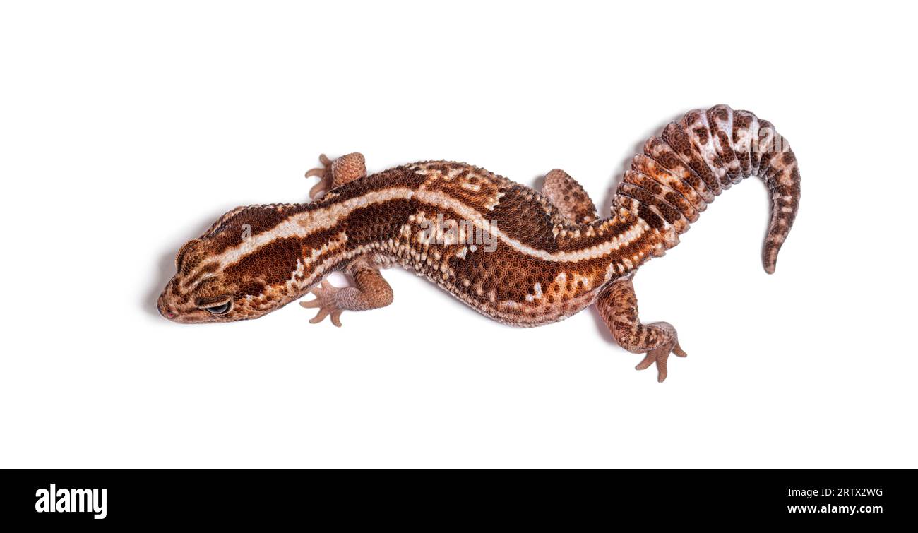 dorsal view of an african fat-tailed gecko, Hemitheconyx caudicinctus Stock Photo