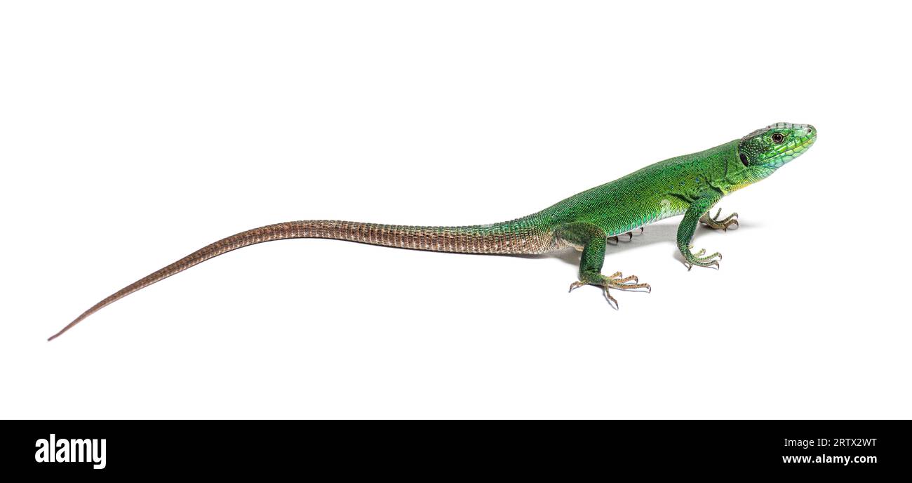 Green Timon pater specie of Wall lizard, isolated on white Stock Photo