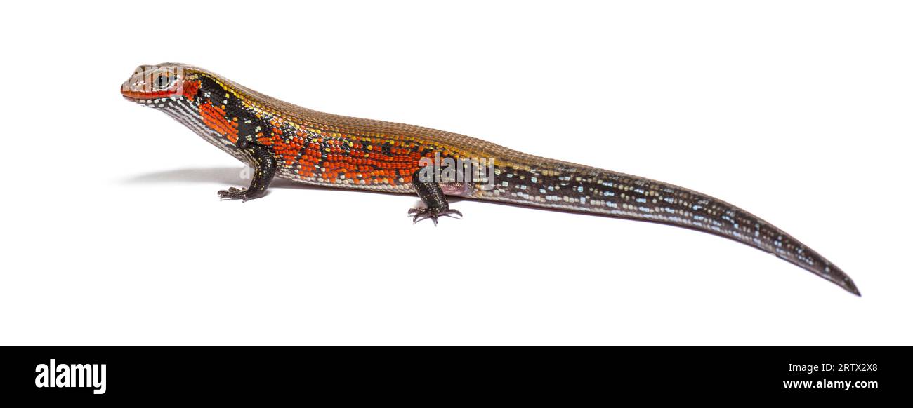 Side view of a fire skink, Mochlus fernandi, isolated on white Stock Photo