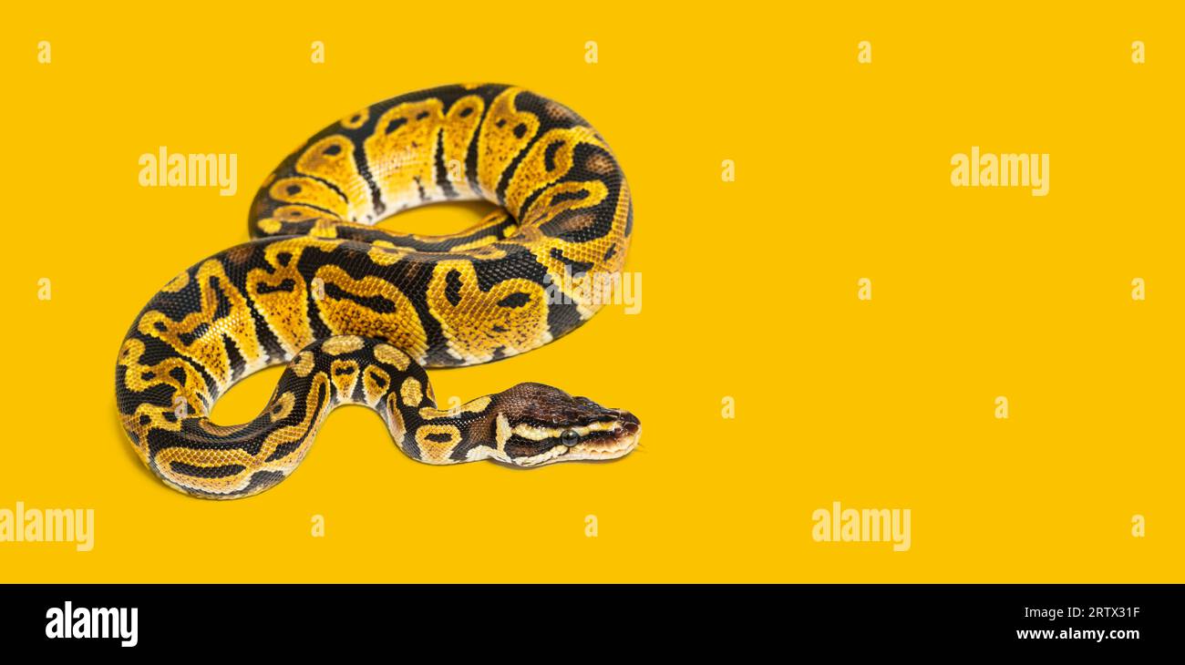 Pastel ball python, Python Regius, isolated on white Stock Photo