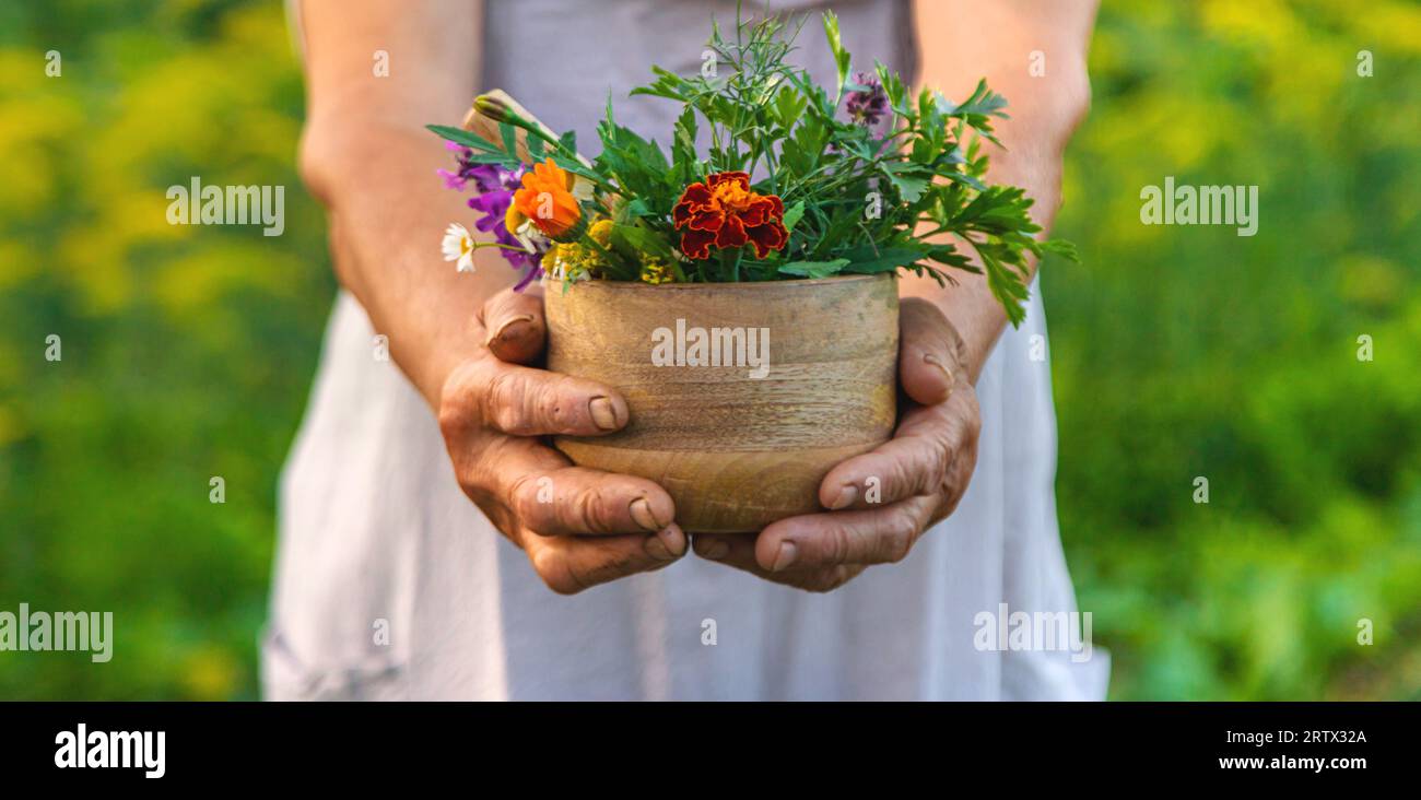 Old woman holds medicinal hi-res stock photography and images - Alamy