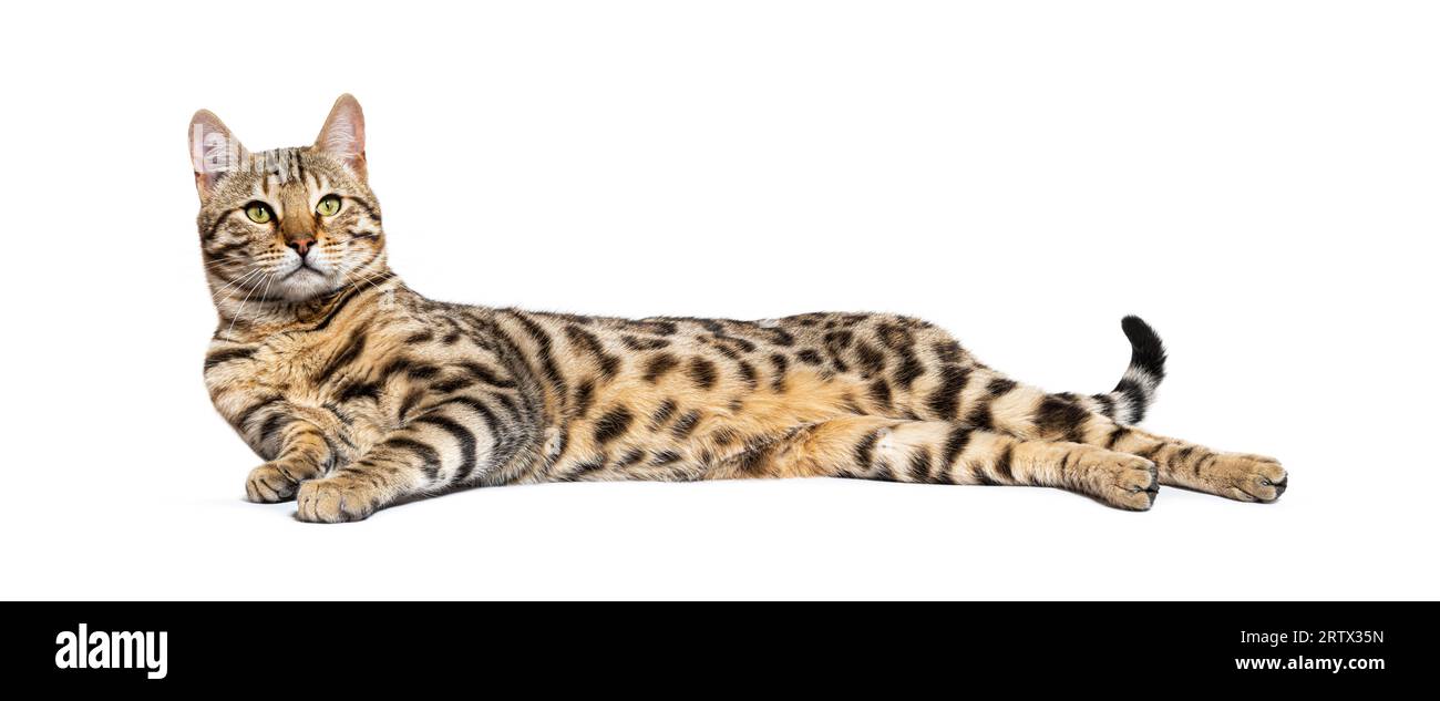 Bengal cat lying down and looking up, isolated on white Stock Photo