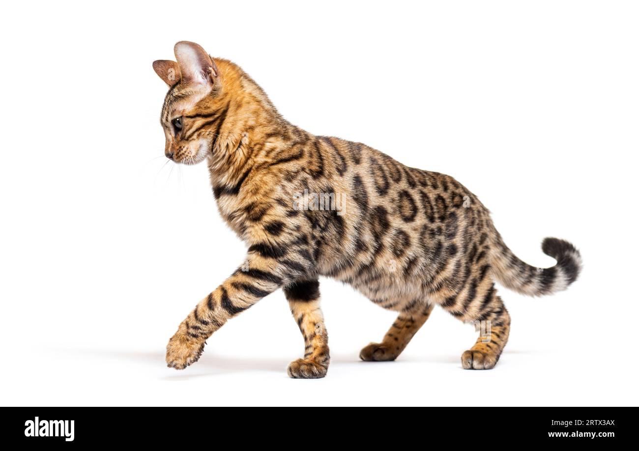 side-view-of-a-bengal-cat-walking-and-making-a-stop-isolated-on-white