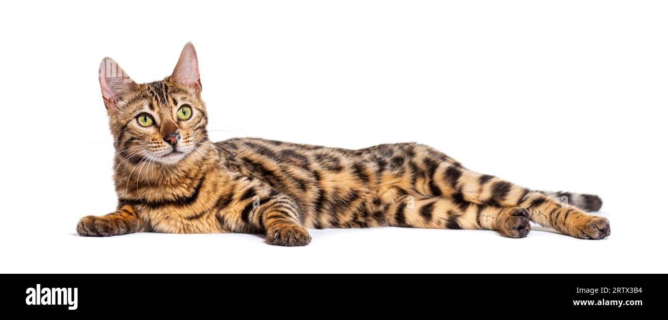 Bengal cat lying down, isolated on white Stock Photo