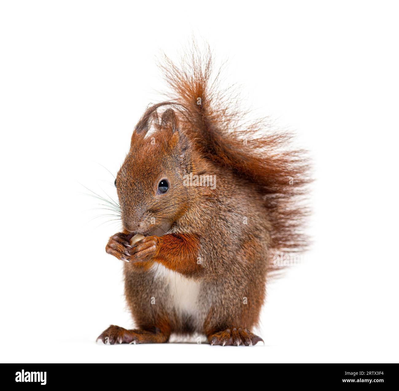 Eurasian red squirrel eating a nut, sciurus vulgaris, one year old ...
