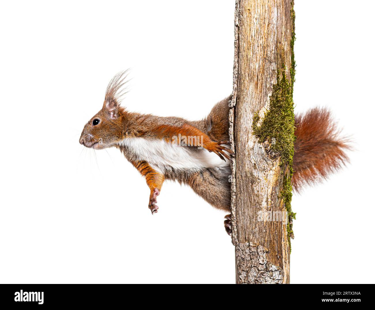 Eurasian red squirrel climbs a tree branch by clinging to the bark with its claws, sciurus vulgaris, isolated on white Stock Photo