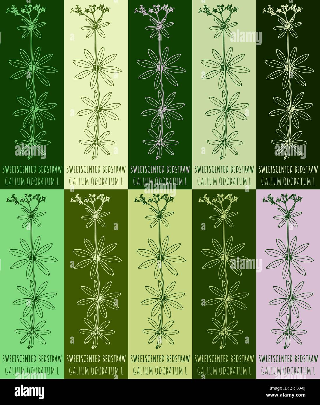 Set of vector drawing of SWEETSCENTED BEDSTRAW in various colors. Hand drawn illustration. Latin name GALIUM ODORATUM L. Stock Photo