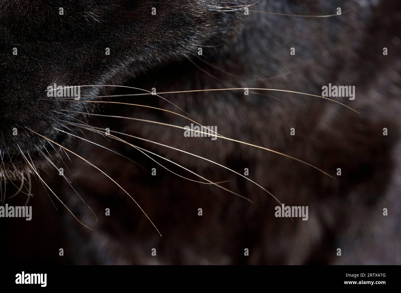 Beautiful black cat close up hi-res stock photography and images - Alamy
