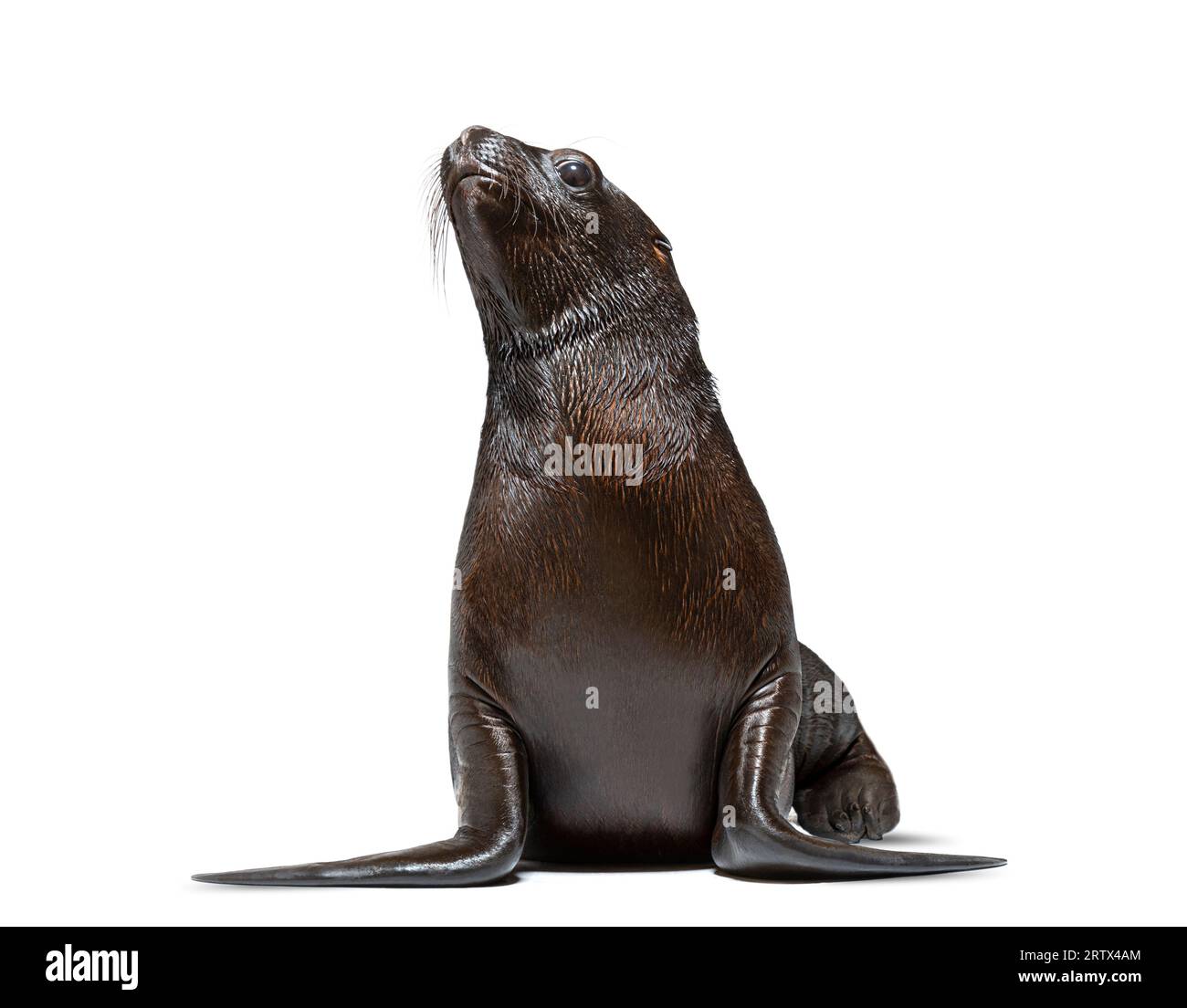 Pup South American sea lion two months old, Otaria byronia, isolated on white Stock Photo