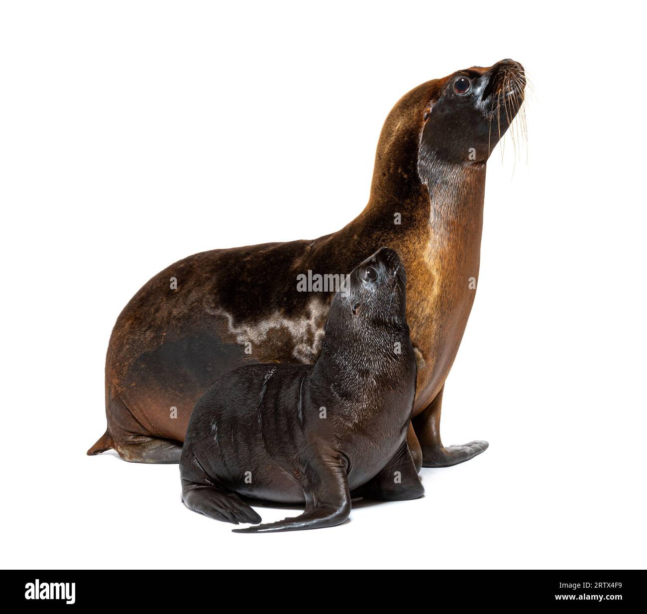 Two months old Pup and its mother South American sea lion, Otaria ...