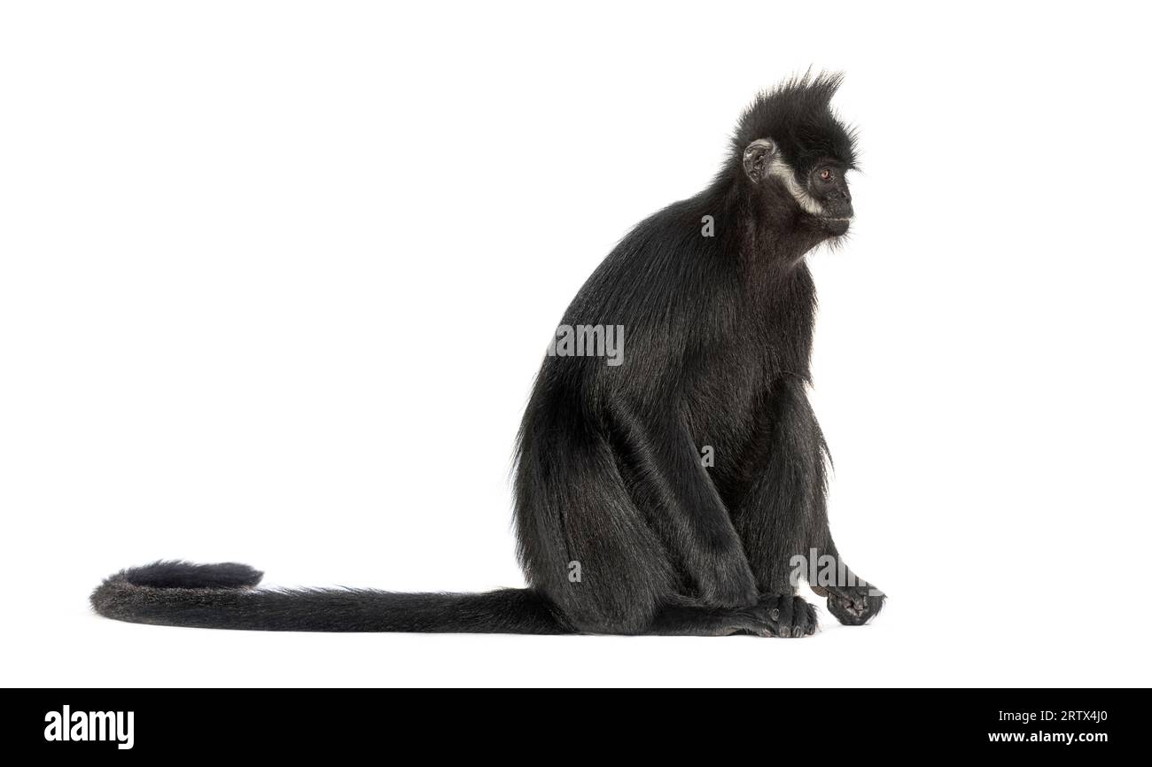 Side view of a François' langur looking away, Trachypithecus francoisi ...