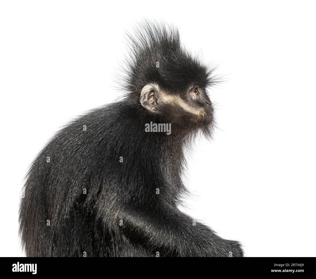 Close-up on a François' langur, Trachypithecus francoisi, isolated on white Stock Photo