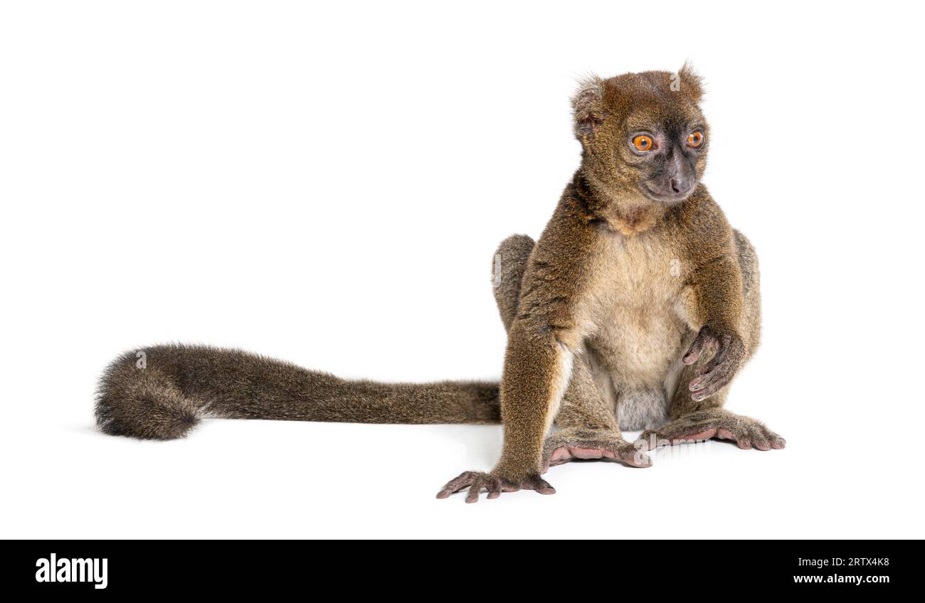 Greater bamboo lemur sitting one hand on the ground, Prolemur simus, Isolated on white Stock Photo