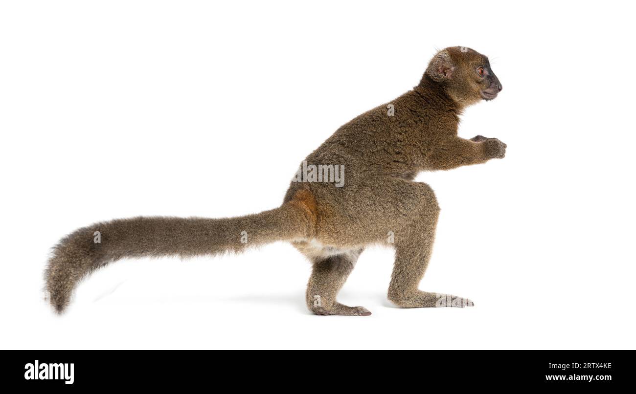 Back view of a Greater bamboo lemur going away, Prolemur simus, Isolated on white Stock Photo