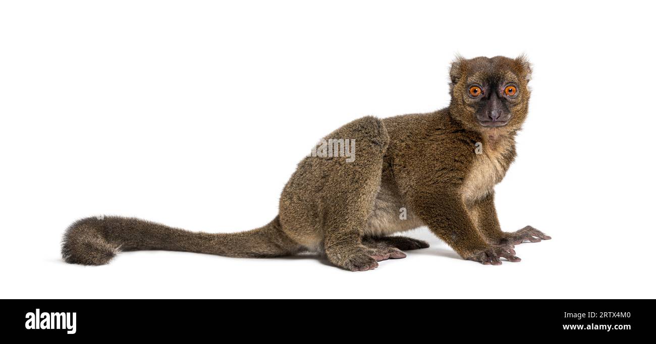 Prolemur Lemurs greater bamboo madagascar hi-res stock photography and images ...