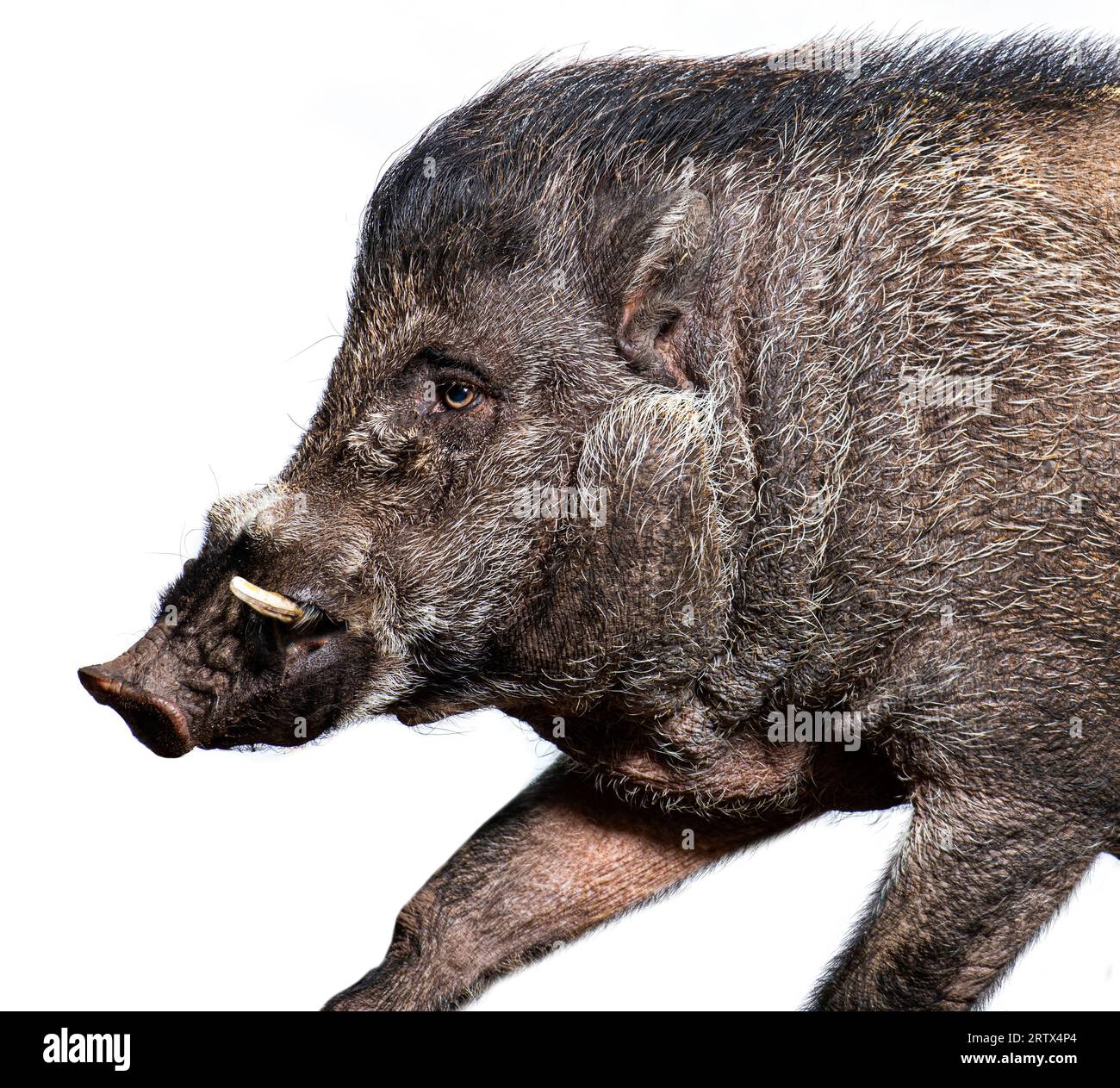 Wild pig wild boar tusks hi-res stock photography and images - Page 3 -  Alamy