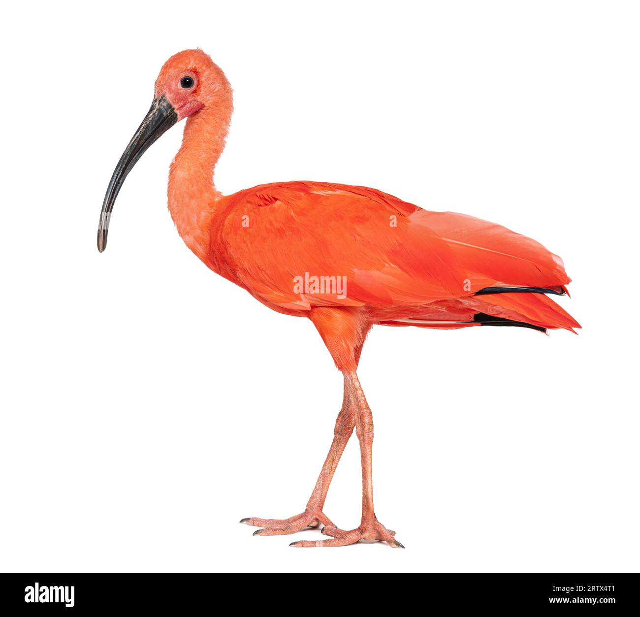 Side view of a Scarlet ibis looking at the camera, Eudocimus ruber
