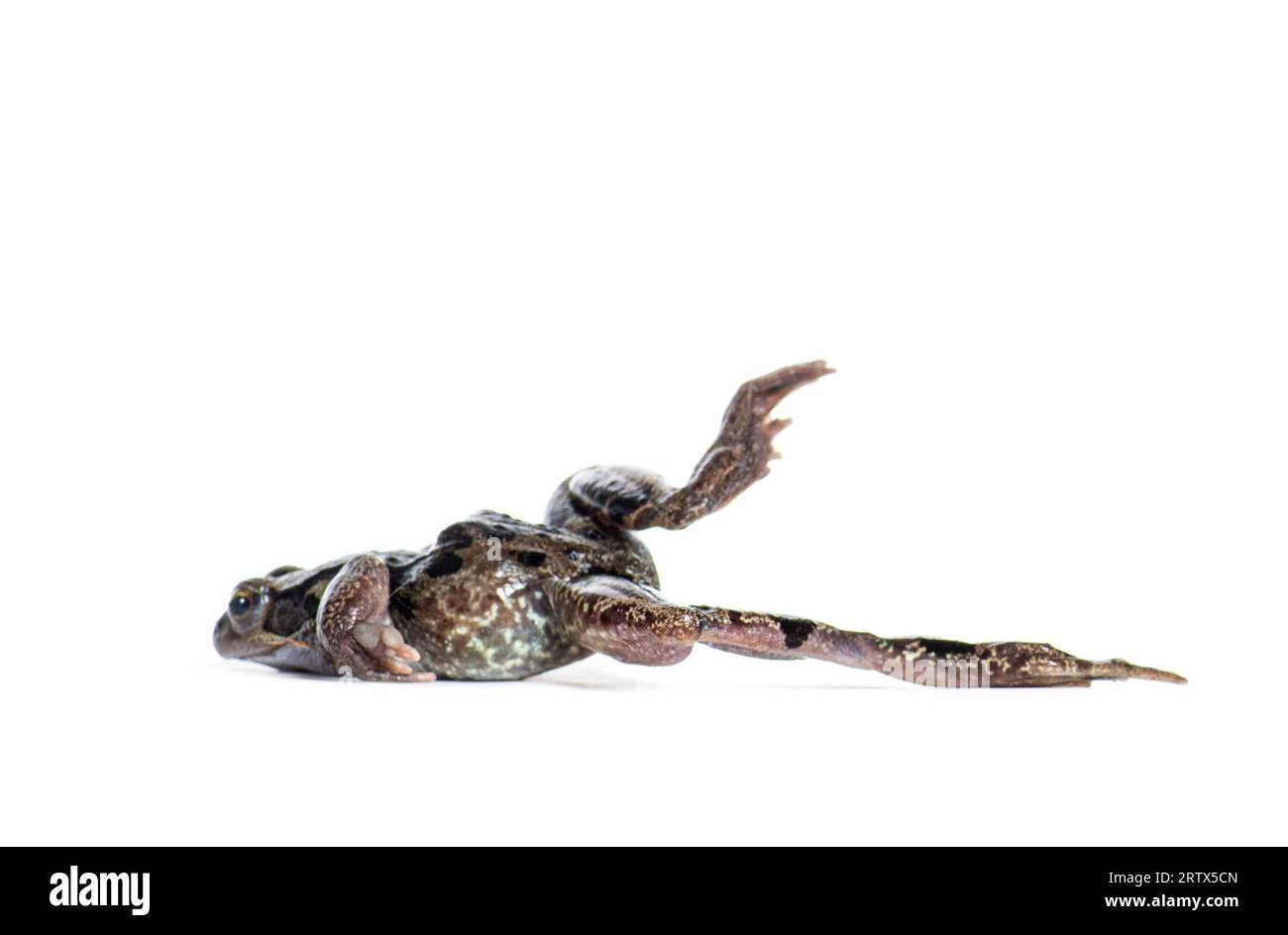 Side view of an european common frog jumping, Rana temporaria, Isolated on white Stock Photo